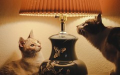 20+ животных, которые способны на весёлые безумства