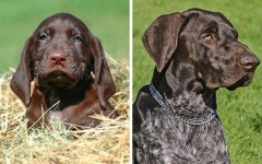 От пушистого комочка до шерстяного волчары: 20 пород собак, которые выглядят совершенно иначе, чем когда были щенками