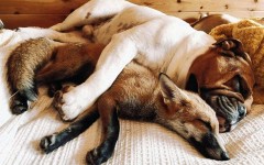 «Лис и пёс»: девушка спасла лисёнка и он стал лучшим другом её собаки