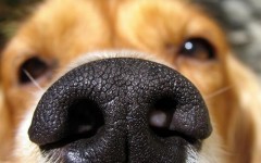 Как вывести запах псины в квартире – 33 способа избавиться от собачьего запаха