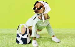 Стильная собачка Буби Билли запустила свою линию одежды:  крошечные сумочки и шарфы для стильных людей