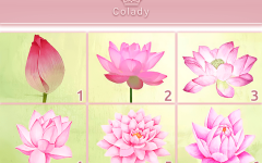 Тест: выберите цветок лотоса, и он поможет прояснить ситуацию, в которой вы находитесь