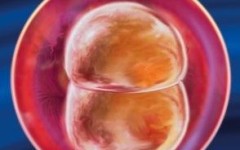 Беременность по неделям – что происходит в мамином животе?