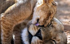 18 фотографий животных, доказывающих, что нет ничего лучше материнской любви