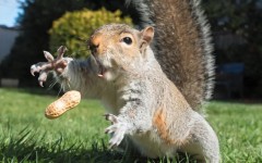 «Если падать, то с улыбкой»: уникальные снимки, сделанные за секунду до неизбежного