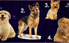 ТЕСТ — выбранный пёс расскажет, какой мужчина для вас идеален