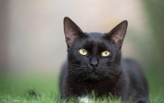 «Чёрная кошка перебежала»: 5 знаков зодиака, которых чаще всего постигают неудачи