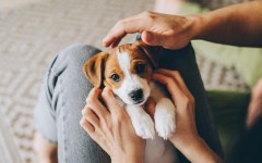 Что нужно подготовить для собаки: чек-лист для новичков