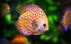 Профессор нейробиологии доказал, что рыбы, птицы и рептилии лучше различают цвета, чем люди
