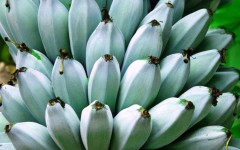 Голубой банан со вкусом ванильного мороженого: удивительный фрукт из Гавайев, о котором ходят легенды