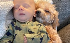 15 фото, на которых видно, что животные могут вести себя как люди