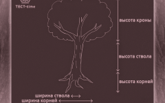 Тест швейцарского психолога «дерево Карла Коха» для взрослых и детей от 6 лет: что рисунок может рассказать о внутреннем состоянии человека