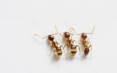 10 лучших народных средств от рыжих и черных, мелких и крупных муравьев в квартире