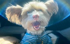 15 милых животных, которые умеют радоваться жизни лучше нас