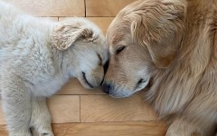 20+ трогательных фотографий с животными, которые доказывают, что любовь не имеет границ