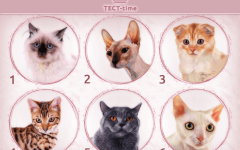 Тест немецких психоаналитиков: Как выбор кошки связан с вашим главным талантом?