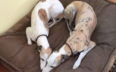 15 тёплых фотографий с домашними питомцами, которые согреют даже в самый сильный мороз