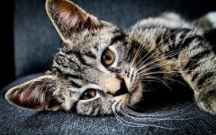 15 фотографий, доказывающих, что кошки – инопланетяне