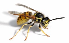 Ребенка укусила оса или пчела – почему это опасно, и что надо делать?