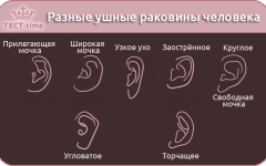 Тест: что форма уха может рассказать о вашем характере