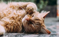 Они могут исцелить ваш разум, тело и душу: 3 причины, по которым вам стоит завести кошку