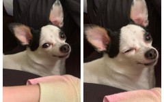 15 питомцев, которые и не подозревают о том, насколько они обаятельны