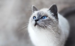 Они точно с другой планеты! 25 фотографий самых красивых котов по версии Colady