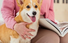 «Разве можно прожить всю жизнь вот так, без собаки»: 7 причин, почему нужно завести мохнатого друга