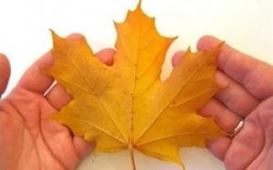 How to properly organize an autumn holiday in kindergarten?