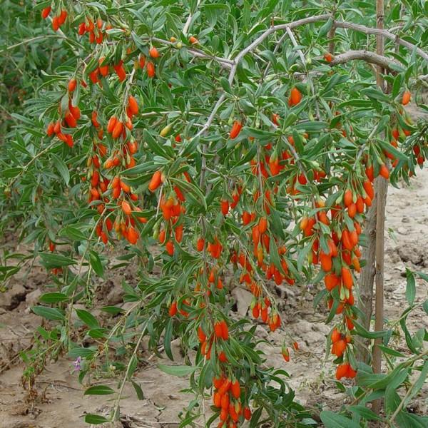 Goji berries