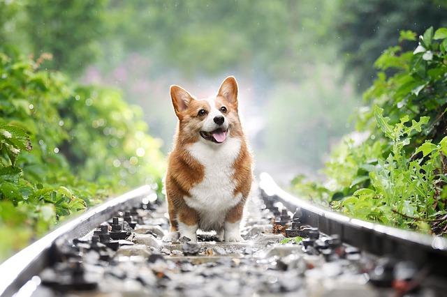 corgi