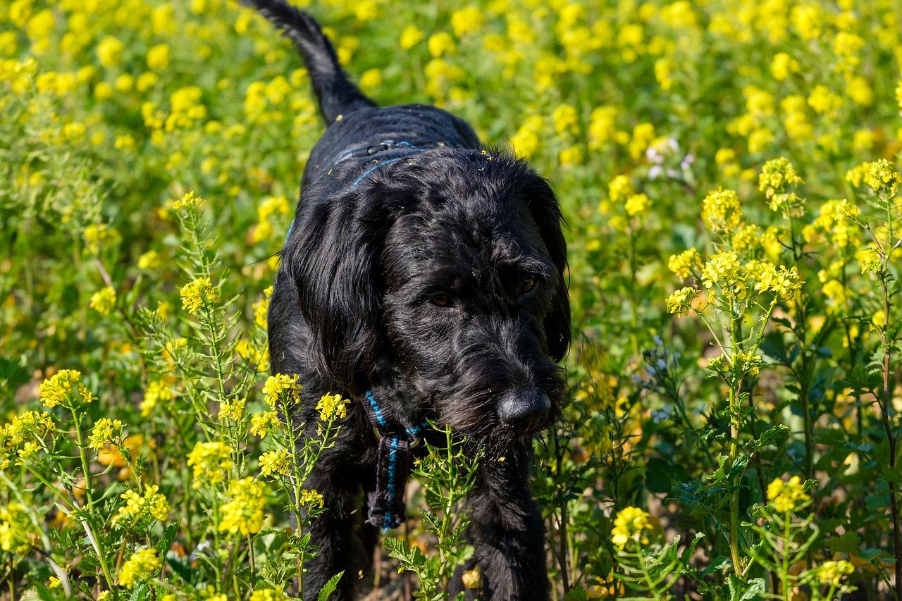 Giant schnauzer