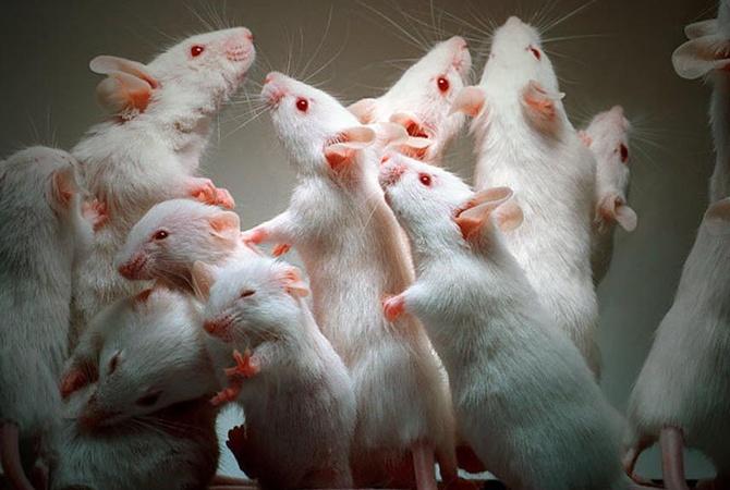 white rats
