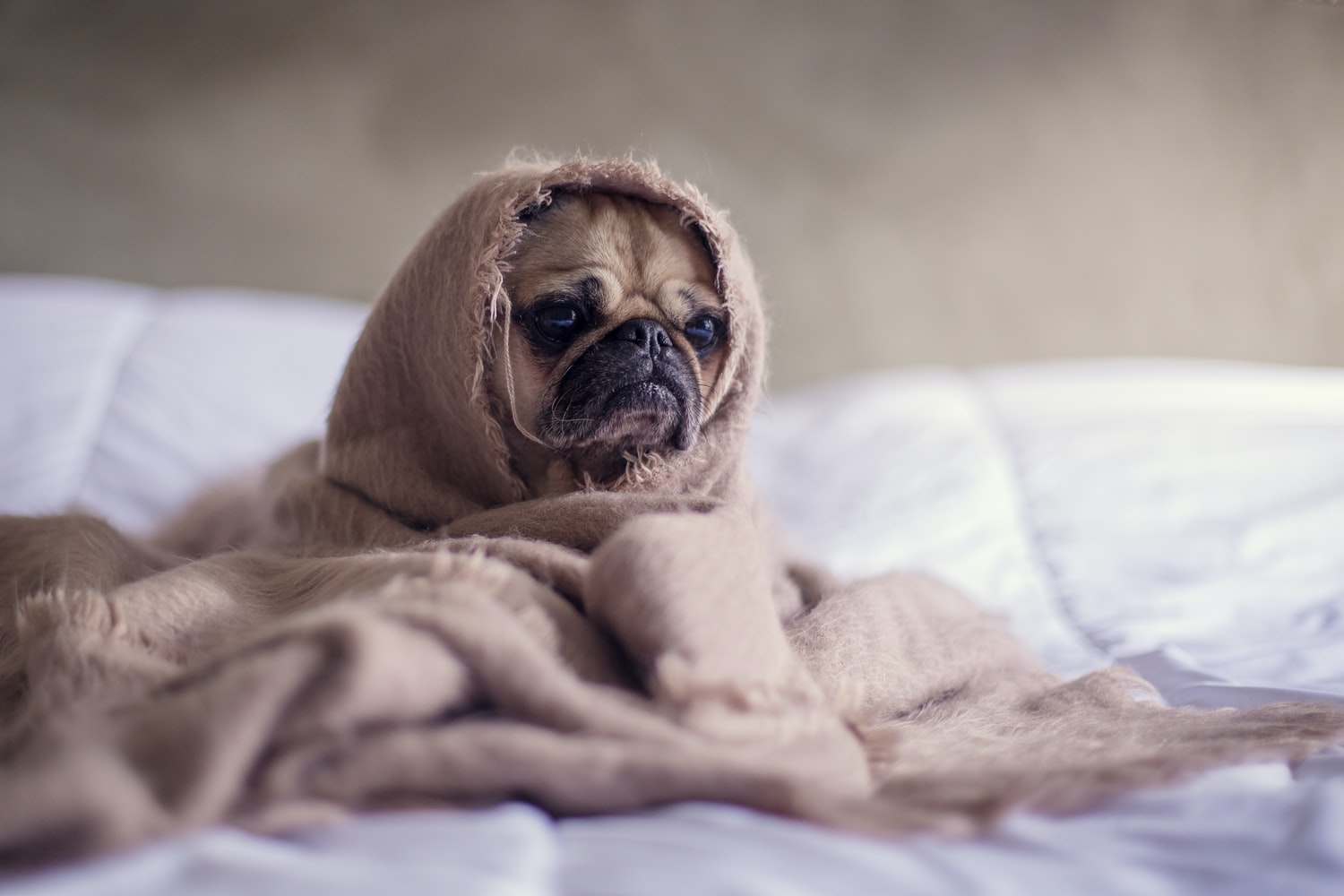 Not only faithful, but also funny: 20 photos of funny dogs that make you feel warm