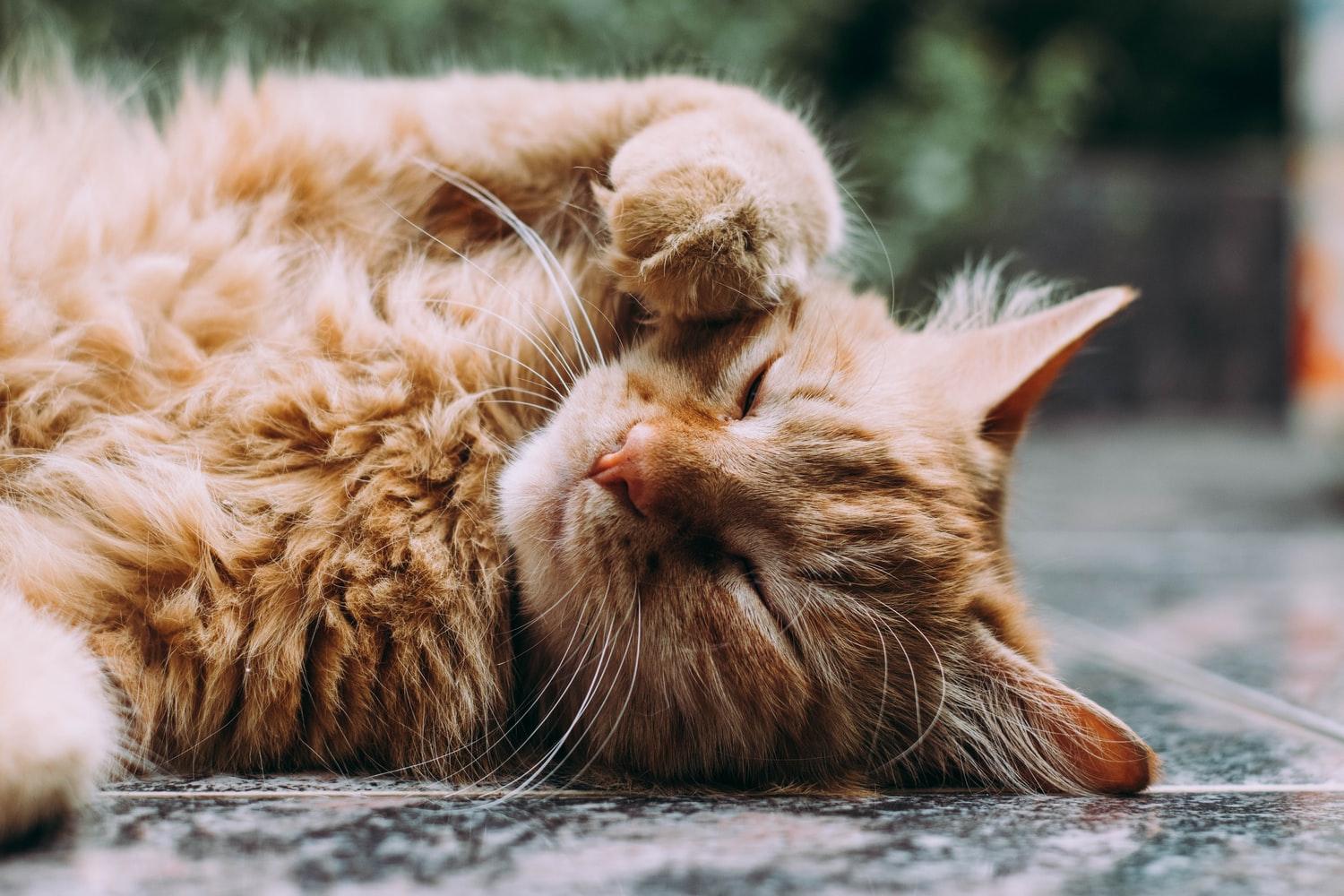 Они точно с другой планеты! 25 фотографий самых красивых котов по версии Colady