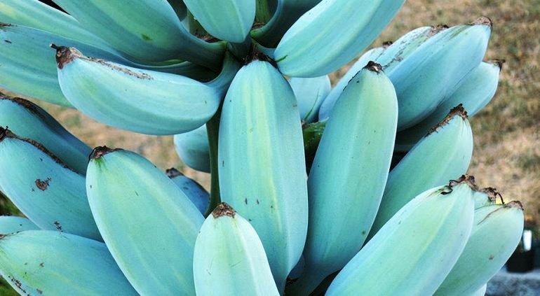 banan 1 Vanilla Ice Cream Blue Banana: The Legendary Hawaiian Fruit