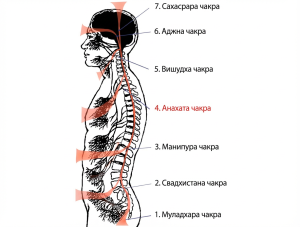 Проекция 7-чакровой системы на нервную систему.